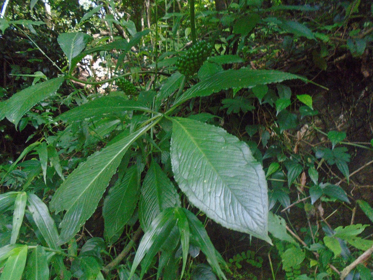 Arisaema